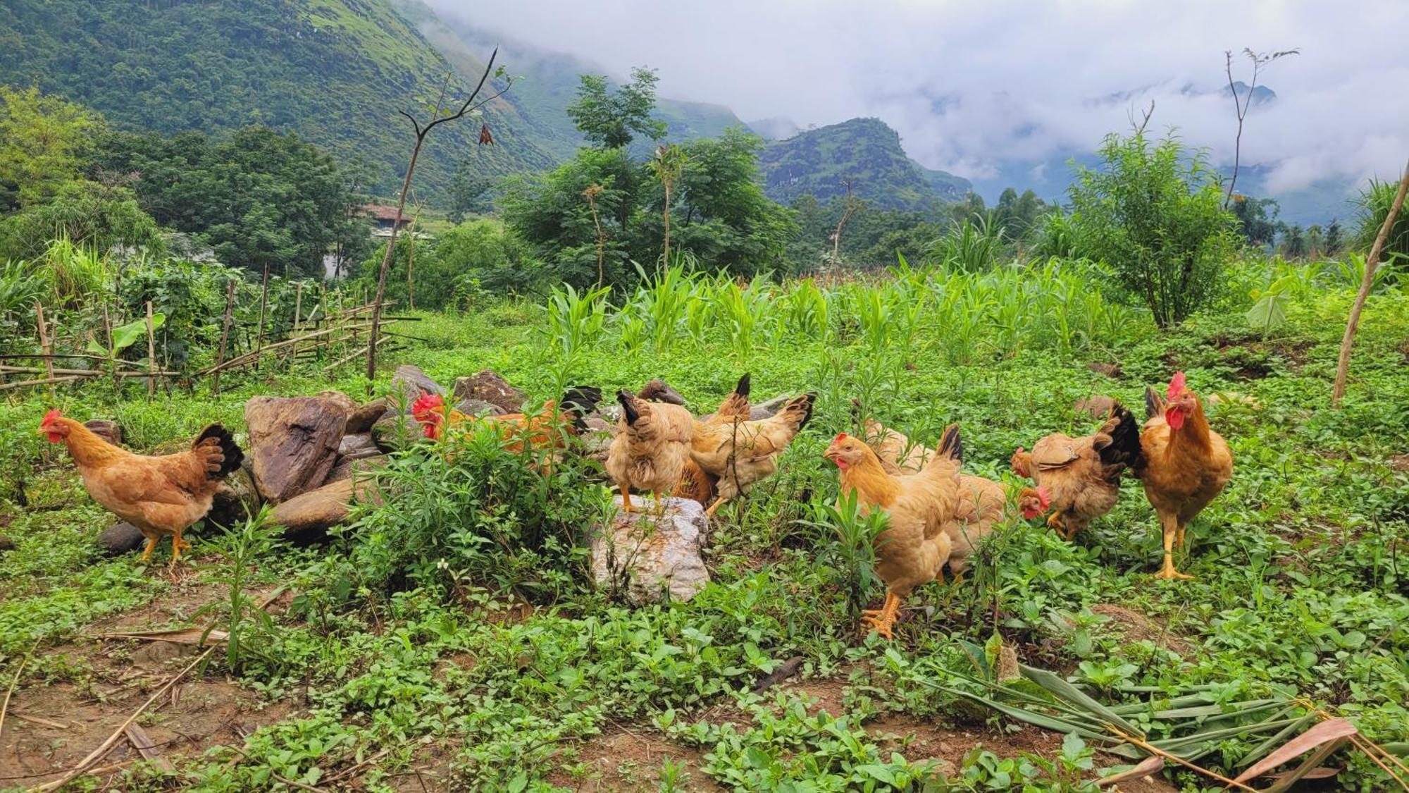 Du Gia View Homestay Làng Cac Pokoj fotografie